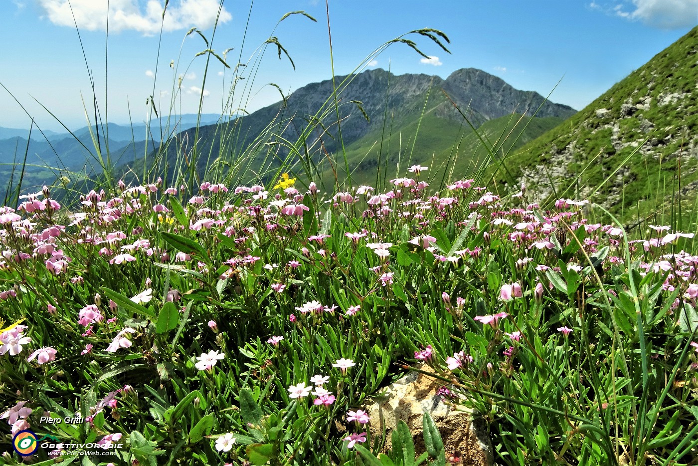 65 Silene a cuscinetto (Silene acaulis) con vista in Menna.JPG -                                